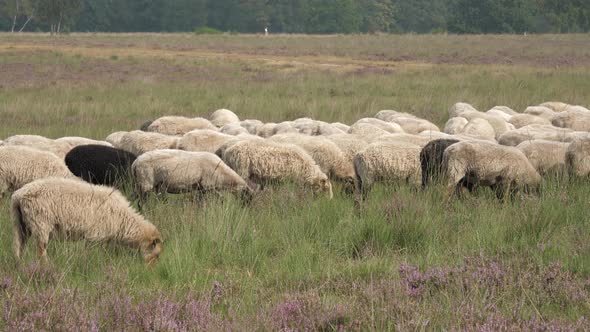 Herd of sheep walking from left to right at the purple blooming heather