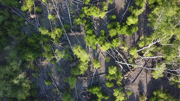 Aerial rotate and descending look the dead dry mangrove tree