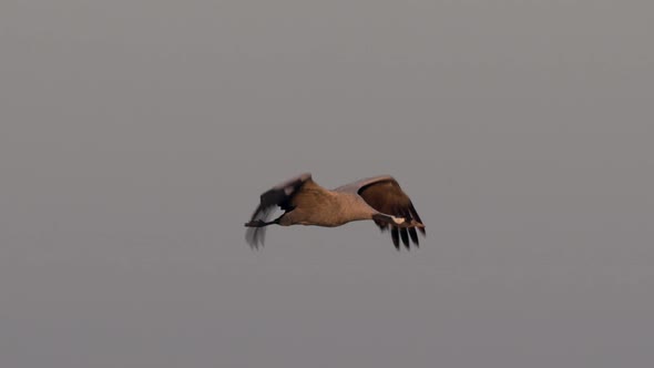 Common crane (Grus grus)