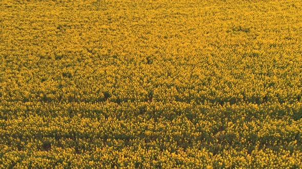 Rapeseed Fields at Sunny Day