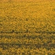 Rapeseed Fields at Sunny Day - VideoHive Item for Sale