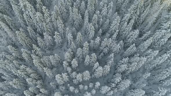 Flying Over Tops of Evergreen Spruce Woods. Trees Covered with Frost and Snow. Sunny Winter Weather