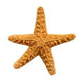 Isolated Starfish - PhotoDune Item for Sale
