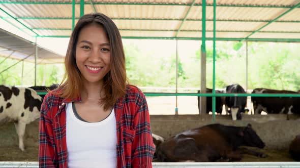 Asian woman or farmer with and cows in cowshed on dairy farm-Farming, and animal husbandry.