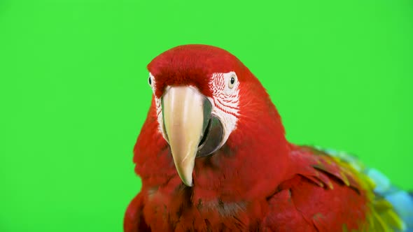 Close-up red Macaw parrot looking at camera, head shot on green screen background