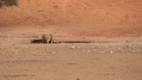 Black Backed Jackal runs behind as African Lion drinks in the Kalahari