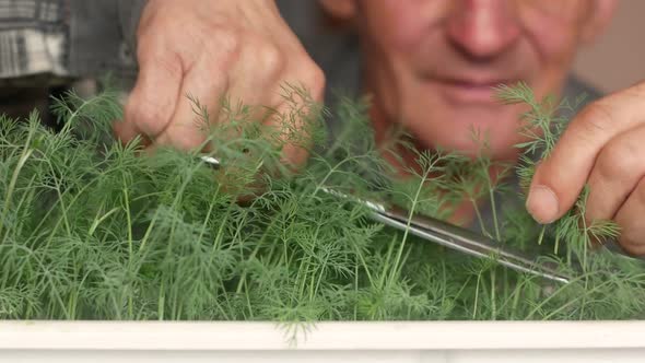 Home growing dill on the windowsill of an elderly man