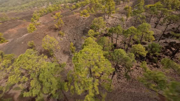 Volcanic Tree Landscape Tenerife Canary Island in Spain FPV Quadcopter Drone Fly Through Nature Park