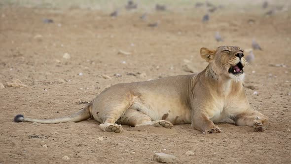Relaxing Lioness And Turtle Doves - Kalahari Desert