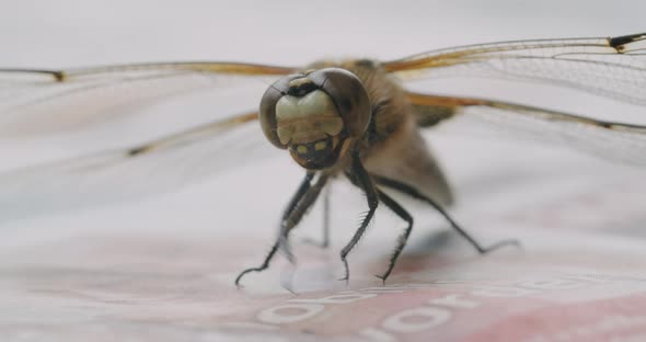 Full shot of a two-spotted dragonfly sitting on a table.The dragonflyes his limbs. Static shot with