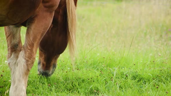 Close up of a brown horse eating grass