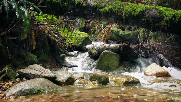 Moving Past A Stream In The Forest