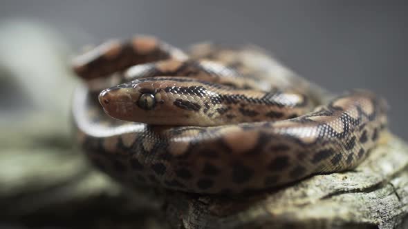 Very Extreme Closeup of a Hungry Snake