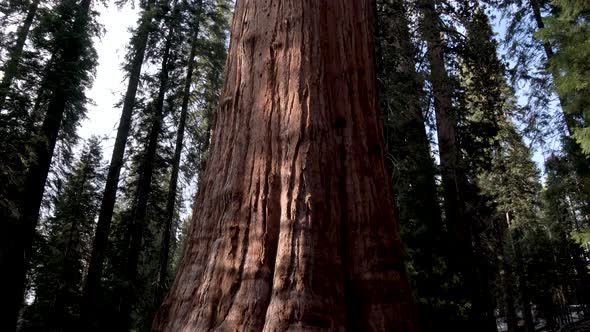 General Sherman tree in Sequoia National Park California, Tilt up advancing reveal shot