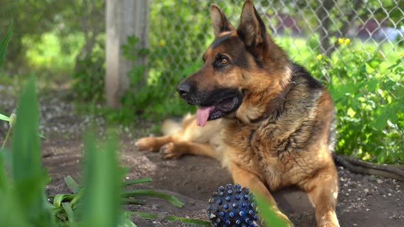 German Shepherd Dog Bites and Destroys a Ball for Play