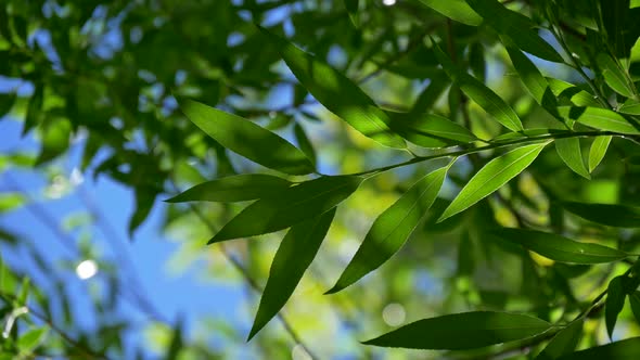 Foliage Leaves of Fresh Rich Green Plant, Lit By Bright Day Sunlight and Partially Covered with