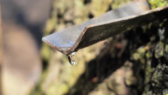 Extraction of Birch Sap in Spring