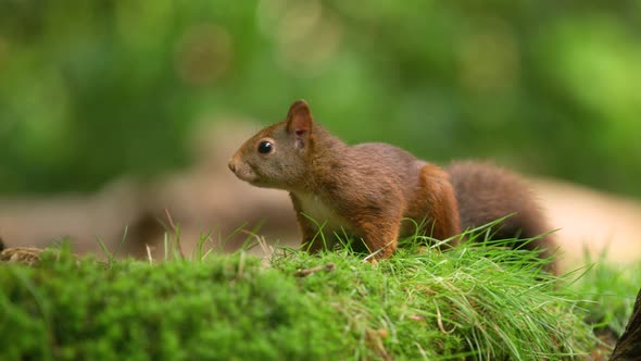 Cute red squirrel on grassy patch in woods foraging and chewing; bokeh shot