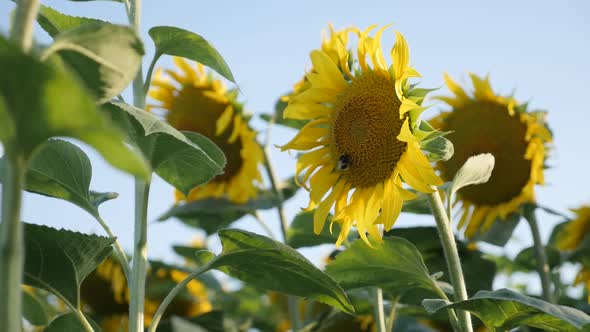 Swinging of sunflower Helianthus annuus with bumblebee slow-mo footage