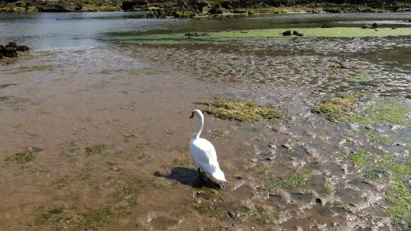 Follow White swan on natural Reserve, Walking on marshland, Spanish Nature ecosystem.