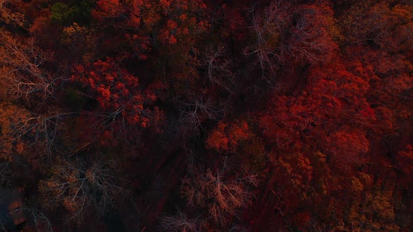 A flyover looking straight down on fall foliage at Lake Lanier Islands in Georgia.