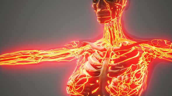 Science Anatomy of Human Blood Vessels alt