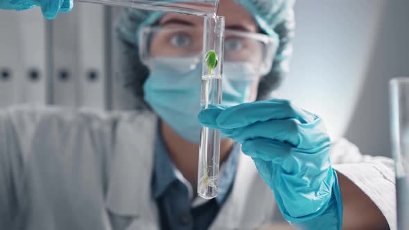 Doctor Laboratory Assistant Pours Liquid Into A Transparent Test Tube With A Green Sprout
