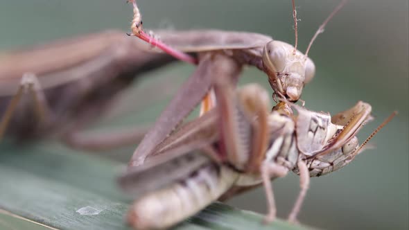 Tight shot of a praying mantis devouring a grasshopper
