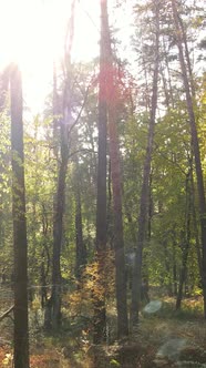 Vertical Video of Trees in the Forest in Autumn