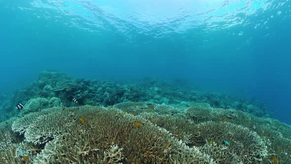 Coral Reef and Tropical Fish. Panglao, Philippines.