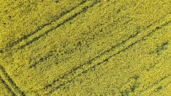 Canola Field