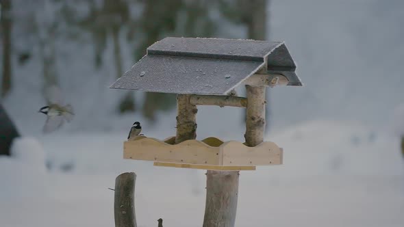 Small bird fighting, flying, searching, and eating food in a birdhouse in winter with nature covered