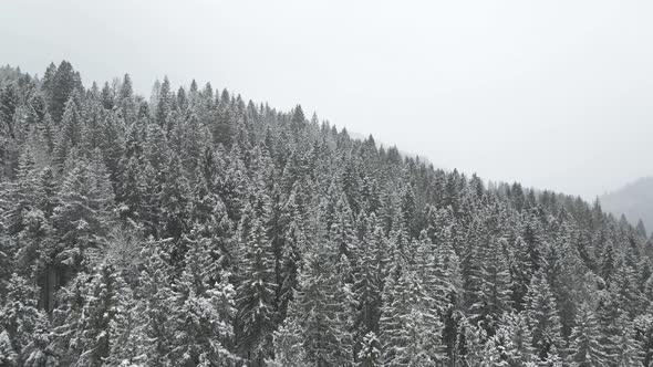 Skimming over snow covered pine trees and vast winter landscape. Drone.