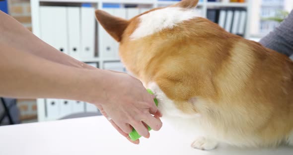 Veterinarian Doctor Bandages Sore Paw of Dog Closeup