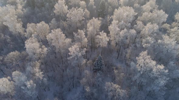 Winter Landscape in Countryside