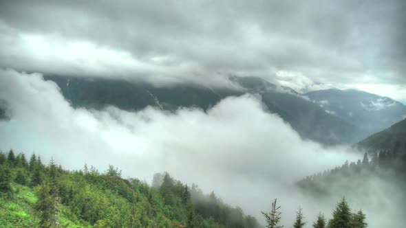 8K Light Drizzle in The Forest on The Mountain