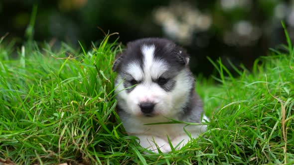 Cute Siberian Husky Puppy Lying On Green Grass
