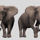 Elephant Idle V1 Pack (Pack of 4) - VideoHive Item for Sale