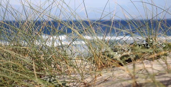 Grass On The Beach