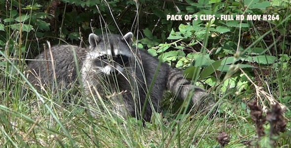 Common Raccoon II - Pack of 3