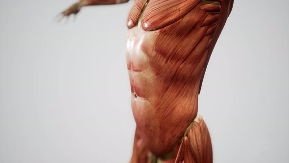 Muscular System of Human Body Animation alt