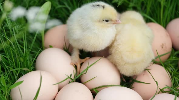 Funny Yellow Chicks are Sitting on Eggs