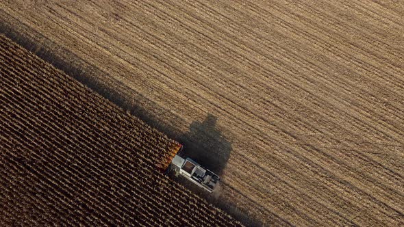 Aerial Drone View Flight Over Combine Harvester That Reaps Dry Corn in Field