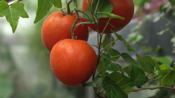 Water Drops Falling on Fresh Tomato in Greenhouse, Organic Agriculture, Farming