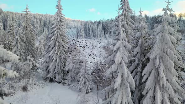 Drone fly through winter forest in mountain covered with fresh snow