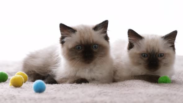 Ragdoll Cat Kittens at Home