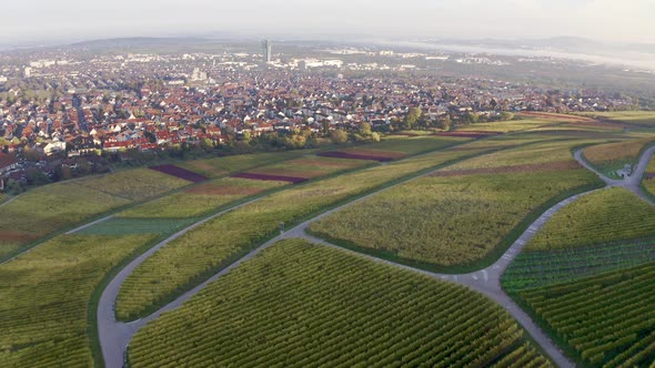 Vineyards at Kappelberg in autumn, Rems valley, Germany