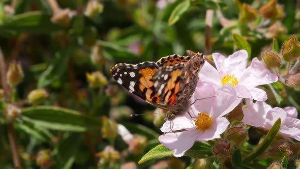 Macro close up of an orange painted lady butterfly feeding on nectar and pollinating pink flowers th