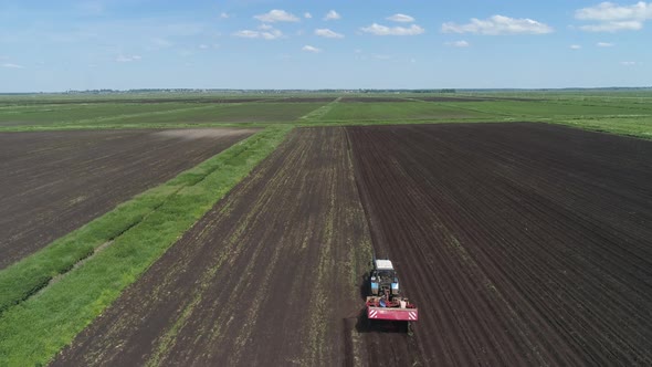 Harvesting Potatoes on the Field