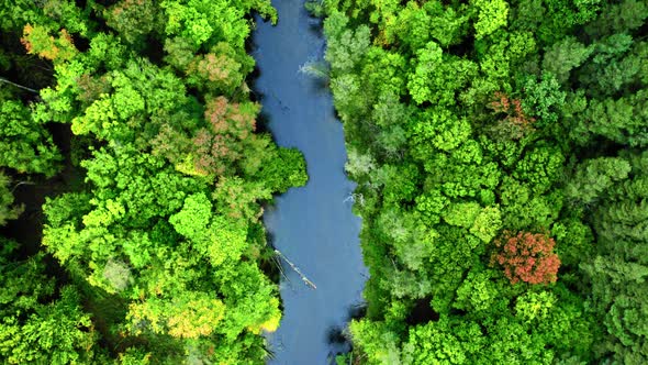 Forest and river in early autumn. Aerial view of wildlife